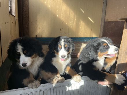 Berner Sennenhund reinrassig - 4 Welpen abzugeben