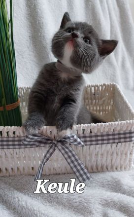 BKH Kitten
