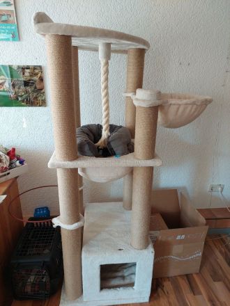 Zwei Bengalkätzchen mit Komplettausstattung