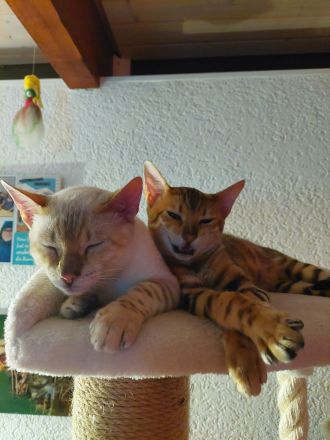 Zwei Bengalkätzchen mit Komplettausstattung