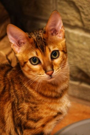 Zwei Bengalkätzchen mit Komplettausstattung