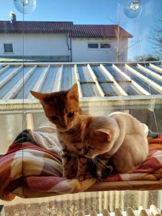 Zwei Bengalkätzchen mit Komplettausstattung