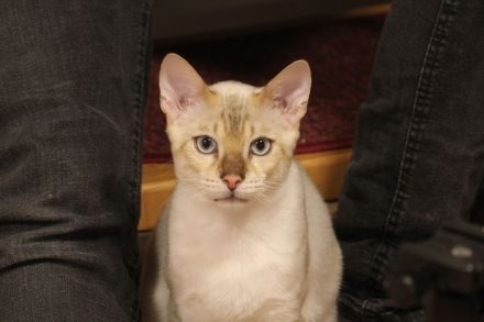 Zwei Bengalkätzchen mit Komplettausstattung