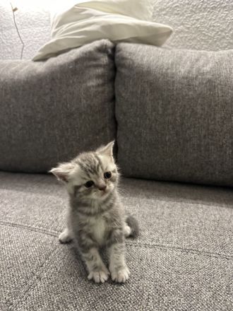 BKH Kitten Lilac und Silver Blue