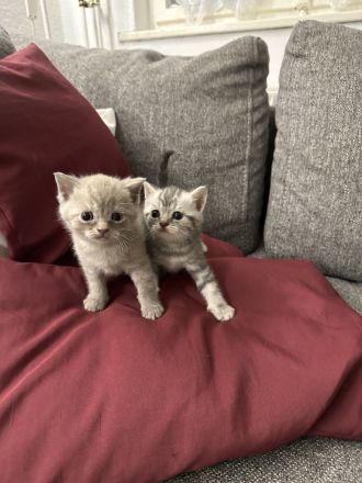 BKH Kitten Lilac und Silver Blue