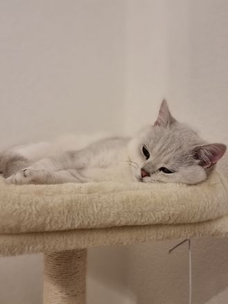 Reinrassiger Bkh Kater mit Stammbaum