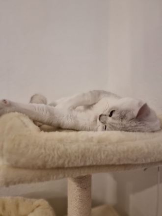 Reinrassiger Bkh Kater mit Stammbaum