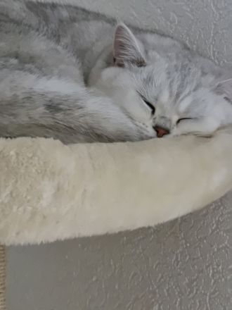 Reinrassiger Bkh Kater mit Stammbaum