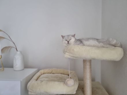 Reinrassiger Bkh Kater mit Stammbaum