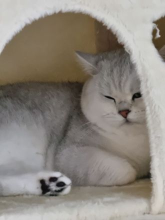 Reinrassiger Bkh Kater mit Stammbaum