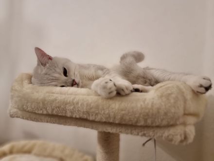 Reinrassiger Bkh Kater mit Stammbaum