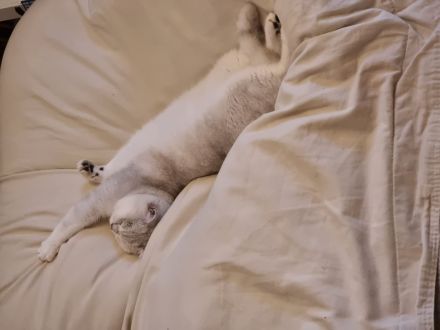 Reinrassiger Bkh Kater mit Stammbaum