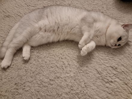 Reinrassiger Bkh Kater mit Stammbaum