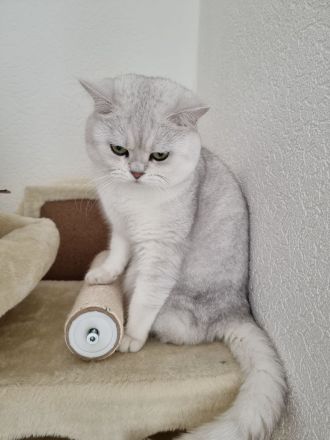 Reinrassiger Bkh Kater mit Stammbaum