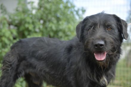 Szurtos, großer sportlicher Mann fordert Euch heraus