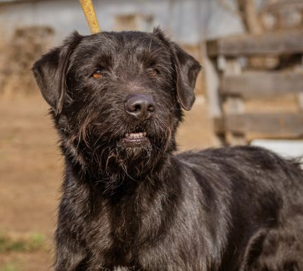 Szurtos, großer sportlicher Mann fordert Euch heraus