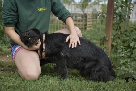 Szurtos, großer sportlicher Mann fordert Euch heraus
