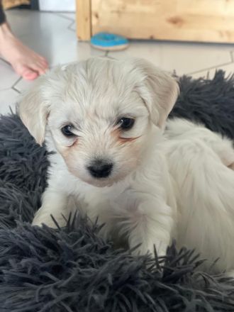 Havaneser-Malteser Welpen gechippt, entwurmt, geimpft