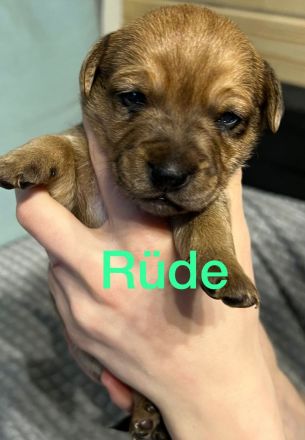 Mischlingswelpen