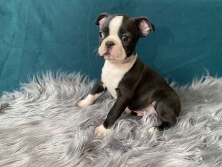 Boston Terrier Welpen mit Ahnentafel