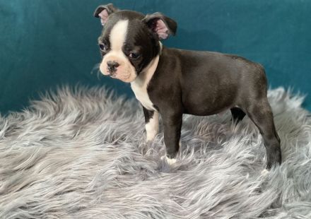 Boston Terrier Welpen mit Ahnentafel