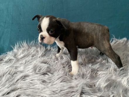 Boston Terrier Welpen mit Ahnentafel