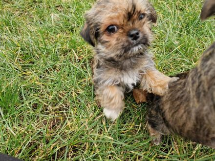 Mops Yorkshire  Terrier