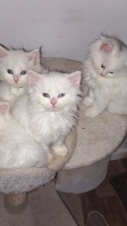 Main Coon Perser mix