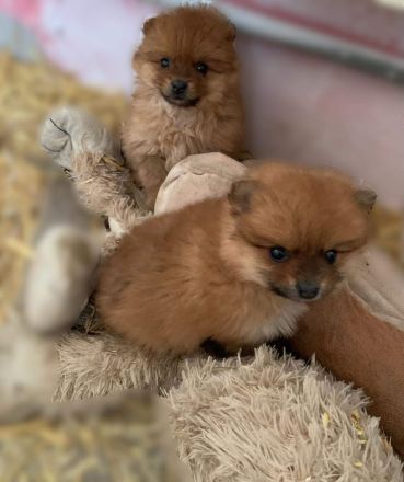 Pomeranian Zwergspitz Welpen :)