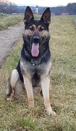 Schäferhündin, 7 Jahre alt