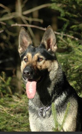 Schäferhündin, 7 Jahre alt