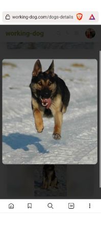 Schäferhündin, 7 Jahre alt