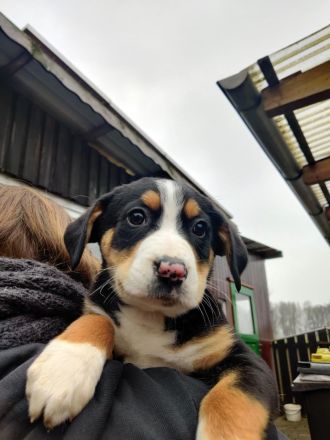 Großer Schweizer Sennenhund, Appenzeller Sennenhund, Mischling