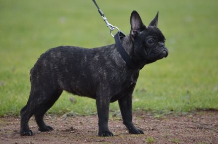 Französische bulldogge welpe