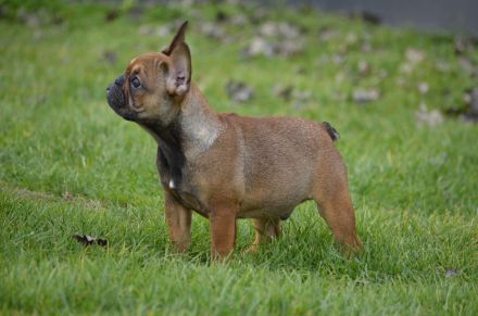 Französische bulldogge welpe