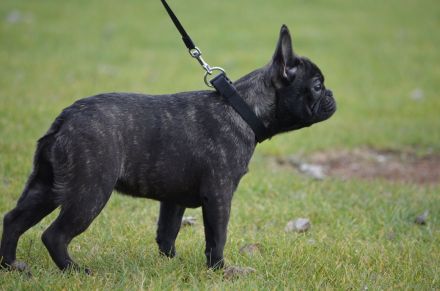 Französische bulldogge welpe