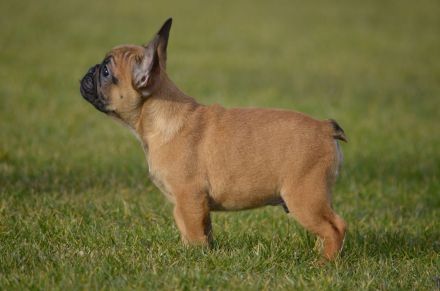 Französische Bulldogge Welpe