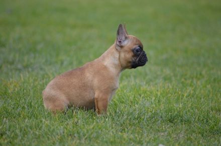Französische Bulldogge Welpe
