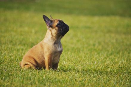 Französische Bulldogge Welpe