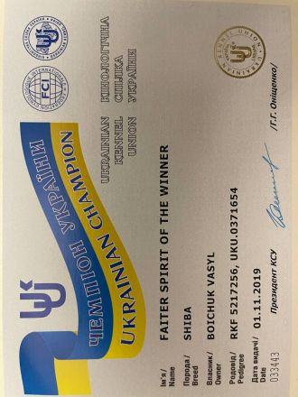 3 Shiba Inu Welpen zum reservieren vom Champion