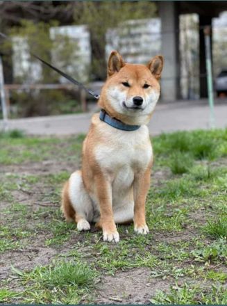 3 Shiba Inu Welpen zum reservieren vom Champion
