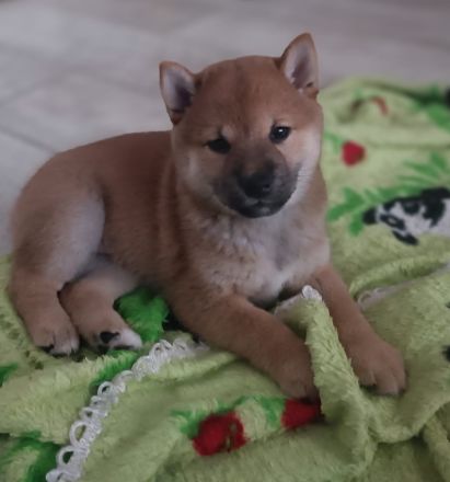 3 Shiba Inu Welpen zum reservieren vom Champion