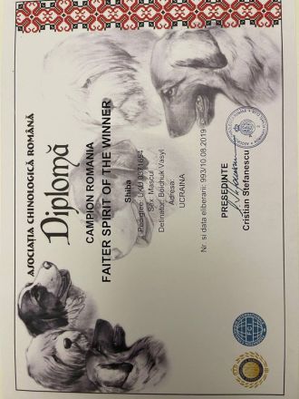 3 Shiba Inu Welpen zum reservieren vom Champion