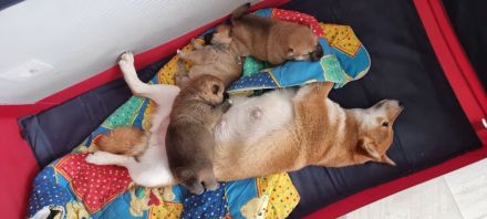 3 Shiba Inu Welpen zum reservieren vom Champion