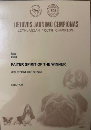 3 Shiba Inu Welpen zum reservieren vom Champion