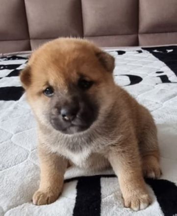 3 Shiba Inu Welpen zum reservieren vom Champion