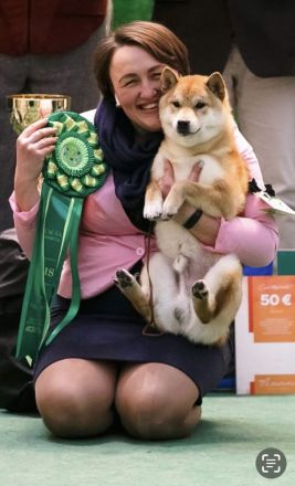3 Shiba Inu Welpen zum reservieren vom Champion