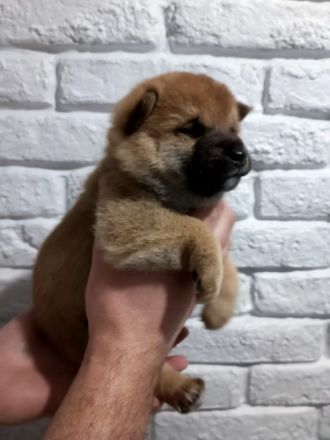 3 Shiba Inu Welpen zum reservieren vom Champion