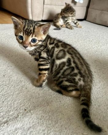 Zwei bengalische Kätzchen mit Stammbaum zu verkaufen