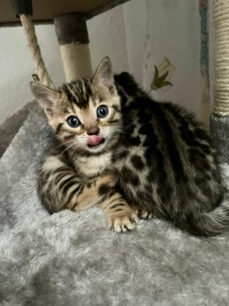 Zwei bengalische Kätzchen mit Stammbaum zu verkaufen
